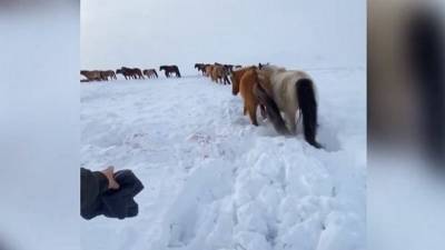 В Башкирии стая волков напала на лошадей - mur.tv - республика Башкирия