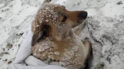 Волонтеры спасли вмерзшую в лед собаку, сбитую поездом. Видео - mur.tv - Красноярск