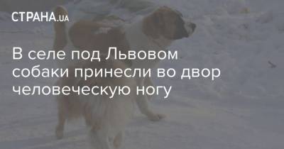 В селе под Львовом собаки принесли во двор человеческую ногу - mur.tv - Львов