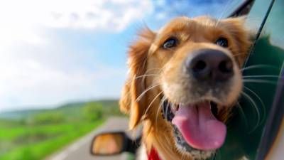 Лексус, ко мне: составлен рейтинг автомобильных кличек собак - mur.tv - Россия