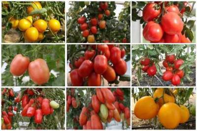 Сибирские сорта томатов для теплицы - sadogorod.club - Новосибирск