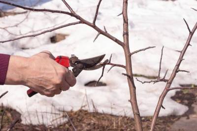 Как обрезать яблоню зимой – подробный мастер-класс с фото - sadogorod.club