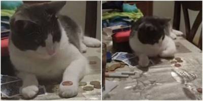 Котик научился трюку с монеткой, подражая хозяину - mur.tv