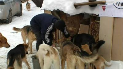 В Уфе может появиться заповедник для бродячих собак - mur.tv - Уфа