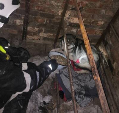 Ульяновские спасатели достали из глубокого подвала собаку - mur.tv - Ульяновск - район Ленинский, Ульяновск