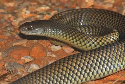 Одна из самых ядовитых змей в мире укусила спящую девочку в постели - mur.tv - Австралия