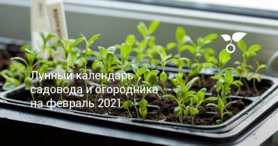 Лунный календарь садовода и огородника на февраль 2021 - sadogorod.club