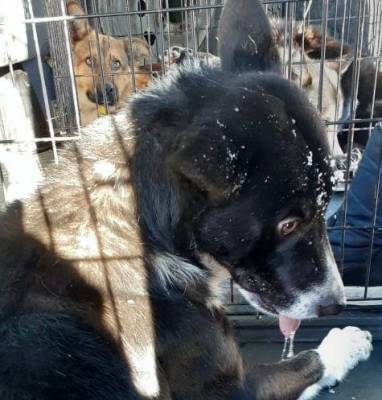 В Старой Майне поймали 11 бездомных собак - mur.tv - Ульяновская обл. - Ульяновск