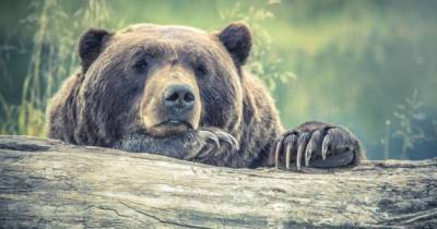Медведи обожают мед и охотятся за ним: правда или очередной миф - lifehelper.one