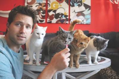 Отличная новость: новый сервис знакомств для любителей кошек - mur.tv