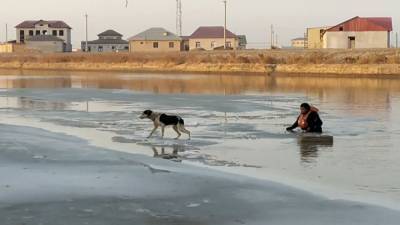 Собаке на льдине помогли выбраться спасатели в Узбекистане. - mur.tv - Узбекистан
