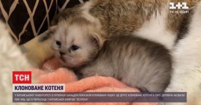 В Китае клонировали еще одну кошку, которая поможет выяснить природу некоторых кошачьих болезней - mur.tv - Китай