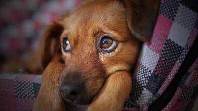 Приют для бездомных собак в Ломоносовском районе получит участок - mur.tv - Ленобласть обл.