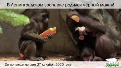 У черных макак в Ленинградском зоопарке появился детеныш - mur.tv