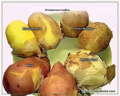 Сорта картофеля для холодного и сырого сезона – обзор и отзывы агронома - sadogorod.club - Чебоксары