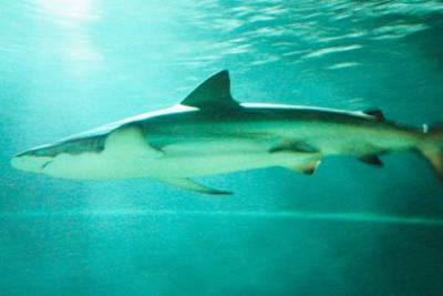 Акула напала на подростка и посмотрела на него красными глазами - mur.tv - Австралия - Аделаида