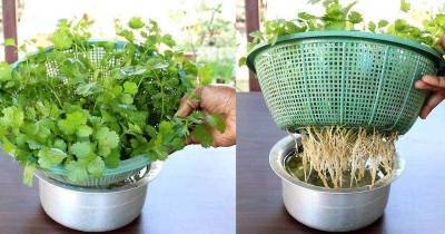 Удобный и простой метод выращивания кинзы дома без земли - lifehelper.one