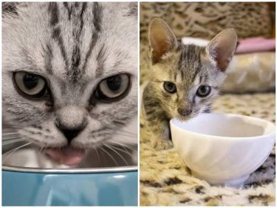 Кошка слишком быстро ест: возможные причины - mur.tv
