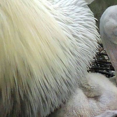 Птенец кудрявого пеликана вылупился в Московском зоопарке - mur.tv