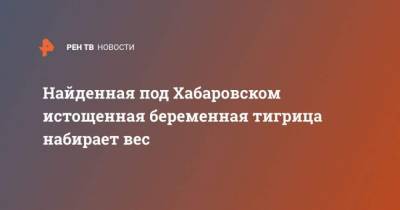 Найденная под Хабаровском истощенная беременная тигрица набирает вес - mur.tv - Хабаровский край - Хабаровск