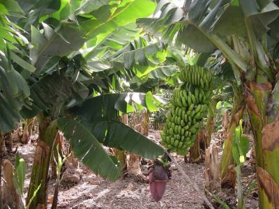 Как выращивали бананы в Советском Заполярье? - lifehelper.one