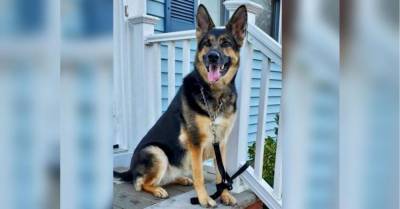 Собака, которую американец взял из приюта, спасла ему жизнь - mur.tv - Окленд