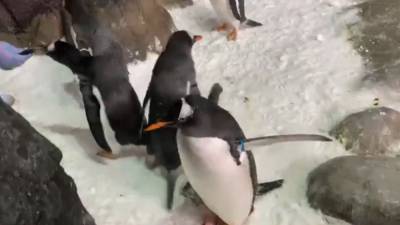 К пингвинам в Московском зоопарке подселили снеговика. - mur.tv - Москва