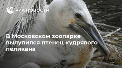 Светлана Акулова - В Московском зоопарке вылупился птенец кудрявого пеликана - mur.tv - Москва