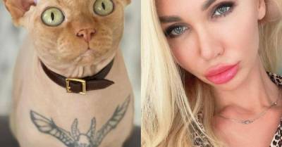 Фитнес-модель сделала большую татуировку голому коту-сфинксу — и соцсети негодуют - wmj.ru
