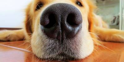 Паспорта для собак будут делать по отпечатку носа - mur.tv - Китай