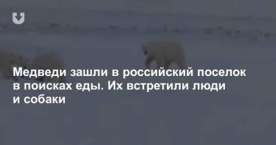 Медведи зашли в российский поселок в поисках еды. Их встретили люди и собаки - mur.tv - Россия - округ Чукотка