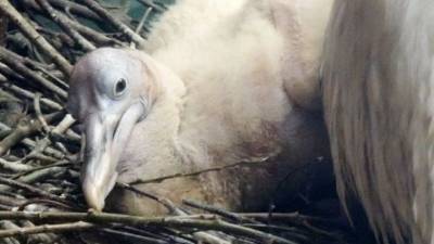 Очаровательный птенец кудрявого пеликана появился в Московском зоопарке - mur.tv