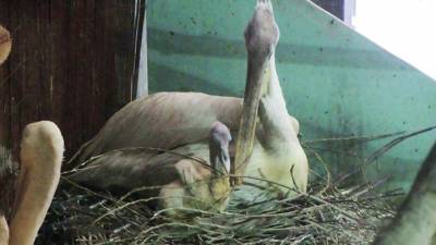 Вести-Москва. Очаровательный птенец кудрявого пеликана появился в Московском зоопарке - mur.tv - Москва