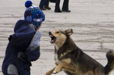 В Смоленской области оштрафовали хозяина собаки, покусавшей ребенка - mur.tv - Смоленская обл.