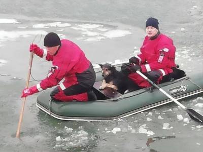 В Мариуполе спасли оказавшихся на льдине собак, спасательная операция длилась девять часов - mur.tv - Мариуполь
