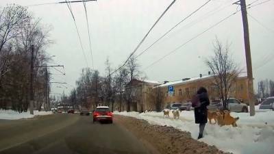Видео из Сети. В Иванове на девушку напала стая бездомных собак - mur.tv - Ивановская обл.