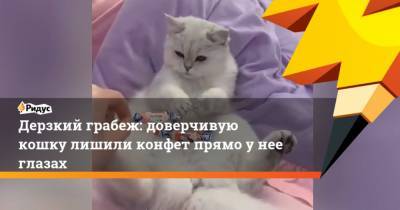 Дерзкий грабеж: доверчивую кошку лишили конфет прямо у нее глазах - mur.tv