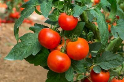 Ранние сорта томатов для открытого грунта – фото, описания и отзывы дачников - sadogorod.club