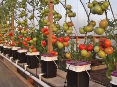 Японский метод выращивания томатов: основные правила - sadogorod.club - Россия