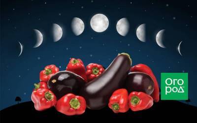 Лунный календарь 2021: выращивание перца и баклажанов - sadogorod.club