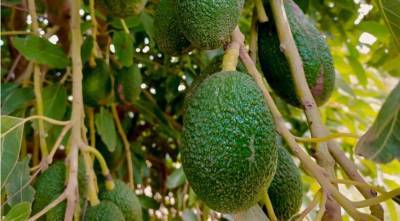Ученые обнаружили связь между употреблением авокадо и рассеянным склерозом - sadogorod.club