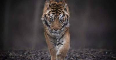 Тигр загрыз сотрудника зоопарка на Украине - mur.tv - Украина - Черниговская обл.
