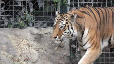 На Украине тигр напал на сотрудницу зоопарка - mur.tv - Украина - Хабаровский край - Черниговская обл.