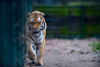 Тигр насмерть загрыз работника украинского зоопарка - mur.tv - Украина - Черниговская обл.