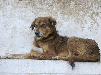 Собаке собачья жизнь? Как в России борются с бродячими животными после закона об их защите - mur.tv - Россия