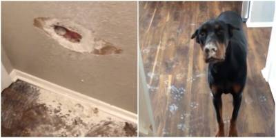 Быстрое расследование: хозяйка поймала пса с поличным - mur.tv