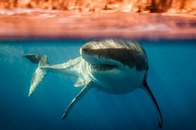 Одна из самых опасных акул перевернула каяк с двумя мужчинами - mur.tv - Usa - штат Гавайи