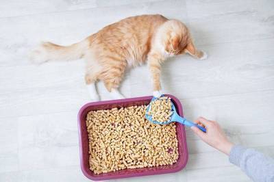 Кошка ест наполнитель для лотка. Что делать? - mur.tv