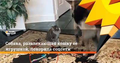 Собака, развлекающая кошку ее игрушкой, покорила соцсети - mur.tv