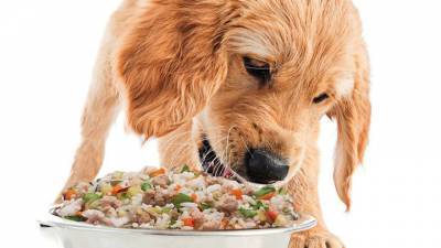Человеческая диета может быть полезна для собак и удобна для хозяев - mur.tv